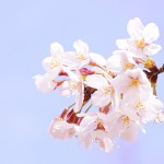 【撮影会レポート】桜の撮影会に行ってきました！