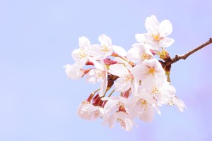 【撮影会レポート】桜の撮影会に行ってきました！