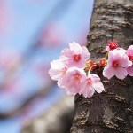 【ゆる募】桜が長持ちしそうなので今週末4/10(日)も撮影会します～