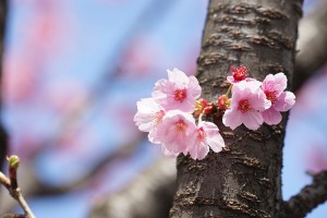 【ゆる募】桜が長持ちしそうなので今週末4/10(日)も撮影会します～