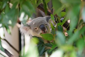 コアラと川越の街並みを撮る！α(アルファ)撮影会バスツアー レポート