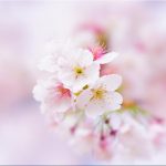 【初心者大歓迎】春到来!桜の撮り方セミナーを開催します!「3月16日」