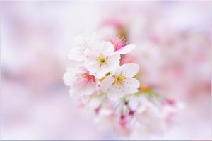【初心者大歓迎】春到来!桜の撮り方セミナーを開催します!「3月16日」