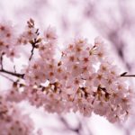石神井公園の桜を撮る！さくら撮影会レポート