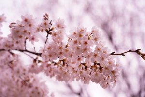 石神井公園の桜を撮る!さくら撮影会レポート