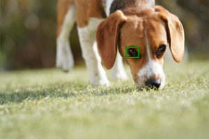 α7III/α7RIIIの待望のアップデートが登場！リアルタイム瞳AFのバージョンアップ、動物瞳AFの追加、インターバル撮影、ワイヤレスリモート機器への対応など