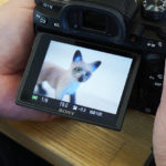 【実験】動物瞳AFはリアルな動物フィギュアに対してどれだけ瞳AFしてくれるのか？！