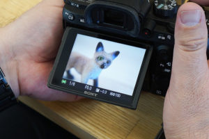 【実験】動物瞳AFはリアルな動物フィギュアに対してどれだけ瞳AFしてくれるのか？！