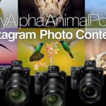 Sony α シリーズ Instagram アニマルフォトコンテスト開催中!リアルタイム動物瞳AFを使ってみよう!