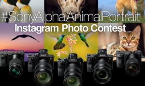 Sony α シリーズ Instagram アニマルフォトコンテスト開催中!リアルタイム動物瞳AFを使ってみよう!