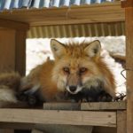 動物瞳AFを試す!α7III&SEL24105Gで撮る 蔵王きつね村のきつねたち
