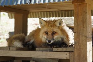 動物瞳AFを試す!α7III&SEL24105Gで撮る 蔵王きつね村のきつねたち