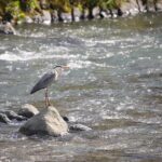 【レポート】α1でぜひとも試したかった「鳥瞳AF」を使って野鳥を撮影してみた