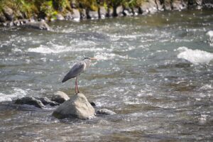 【レポート】α1でぜひとも試したかった「鳥瞳AF」を使って野鳥を撮影してみた